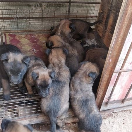 出售马犬幼犬 自然立耳 品种优良 性强温顺 适应性强