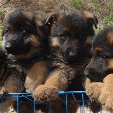 农家养殖看家护院德国牧羊犬 双血统德牧犬 已做免疫驱虫 明茂