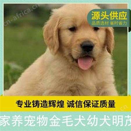 家养宠物金毛犬幼犬明茂 公母均有 品种金毛犬 体型大型