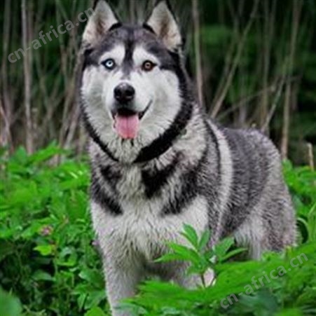 自然散养成年哈士奇犬 温顺可爱 已做免疫驱虫 饲养简单