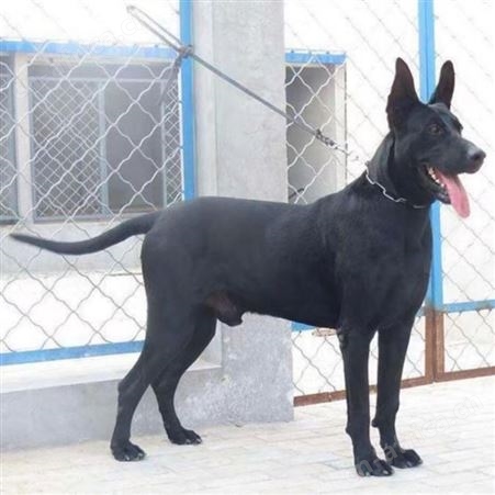 黑狼犬纯种幼犬活体墨界黑狼三个月出售 明茂