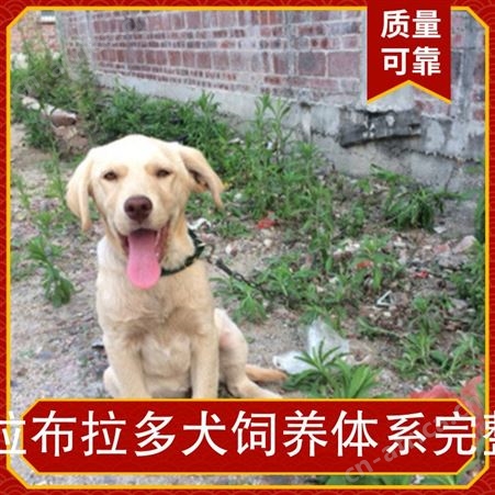 拉布拉多犬饲养体系完整 免疫驱虫已做 体重37kg