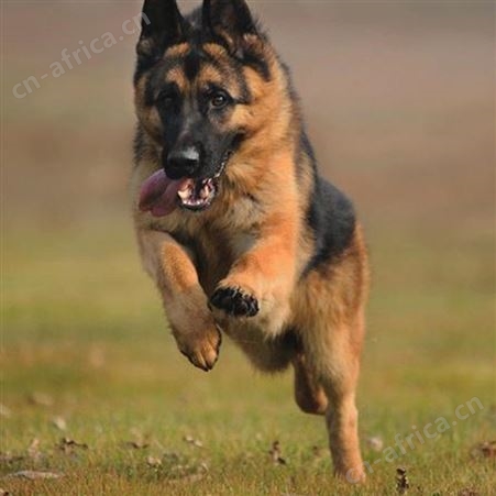 自然散养大骨架成年德国牧羊犬 生长速度快 体格健壮 明茂