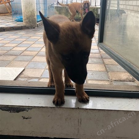 出售马犬幼犬 自然立耳 品种优良 性强温顺 适应性强