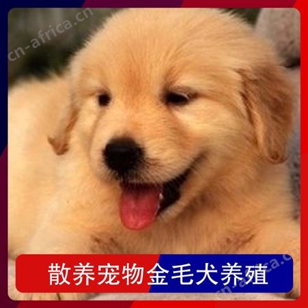 散养宠物金毛犬养殖 毛色金黄色、枫叶红 免疫驱虫已做