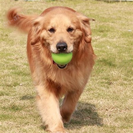 散养成年宠物金毛犬 巡回导盲犬 体格好 聪明温顺 明茂