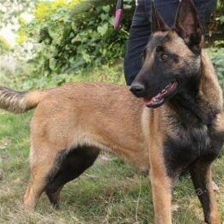 马犬养殖基地 纯种成年宠物犬 健康活体 适应能力强 生长快