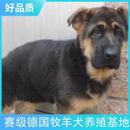 赛级德国牧羊犬养殖基地 品种德国牧羊犬 性别公母
