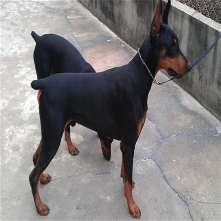 血统杜宾幼犬 德系立耳3个月杜宾犬 适应能力强 明茂