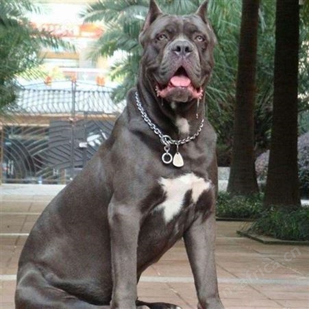 纯种卡斯罗犬 小体型 温顺听话 家养宠物犬 可视频选购