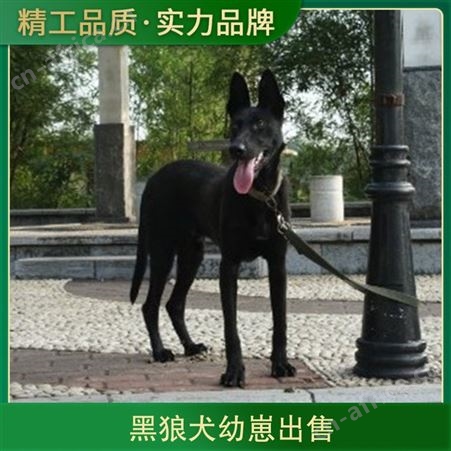 黑狼犬幼崽出售 公母均有 免疫驱虫已做完 体长96cm
