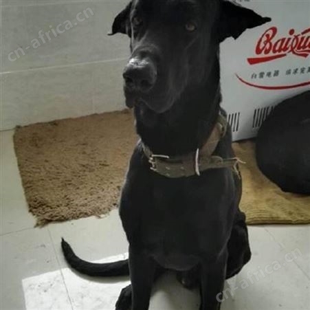 纯正黑狼幼犬 大型黑狼犬繁育基地 品种优良 生态饲养