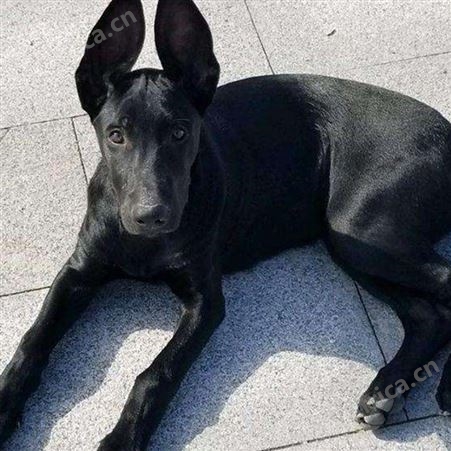 纯正黑狼幼犬 大型黑狼犬繁育基地 品种优良 生态饲养