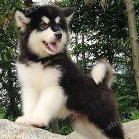 科学养殖大型阿拉斯加犬 生长速度快 饲养简单 明茂