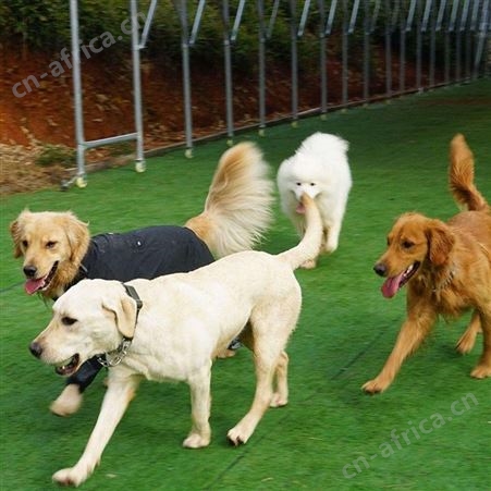 成年金毛犬 导盲犬出售 体格良好 聪明温顺 明茂