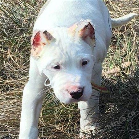 活体杜高幼犬 宠物杜高犬 已做免疫驱虫 性情温顺 行动敏捷