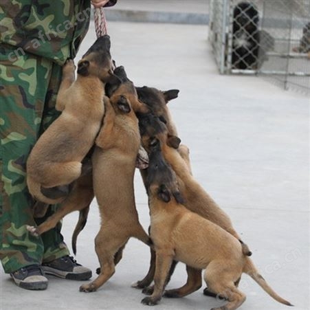 出售马犬幼犬 自然立耳 品种优良 性强温顺 适应性强