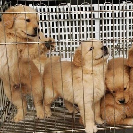 金毛犬幼崽活体供应 纯种犬养殖 大骨架 动作敏捷