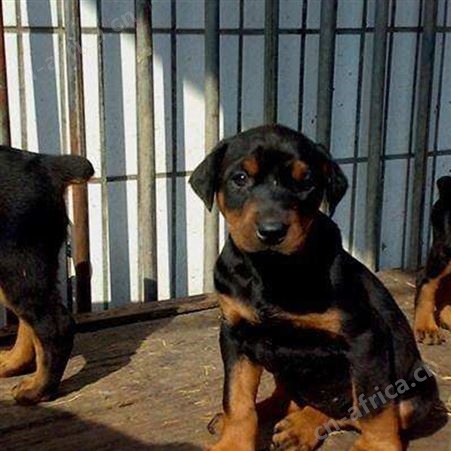 长期养殖 成年杜宾犬 双血统德系犬 杜宾幼犬 品种优良 明茂