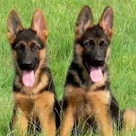 德国牧羊幼犬 大体型德牧犬养殖 体格健壮 已做防疫驱虫