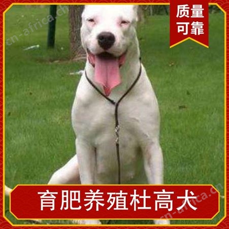 育肥养殖杜高犬 公母均有 品种杜高犬 胸围19cm 体长70cm