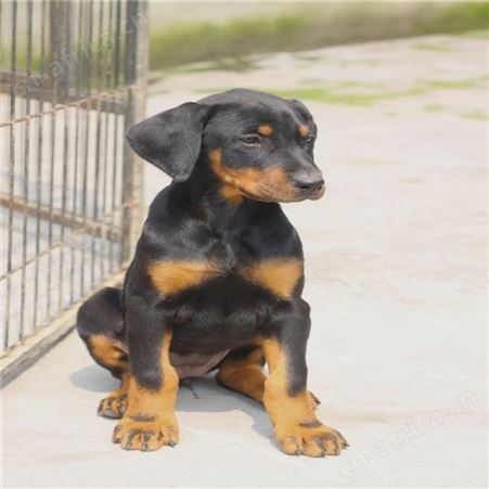 双血统改良杜宾犬养殖 大型成年犬 动作敏捷 四肢有力