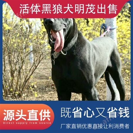 活体黑狼犬明茂出售 年龄幼年 毛色黑色 体重53kg