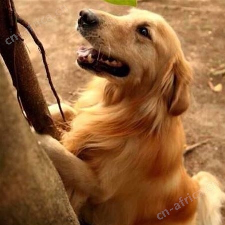 成年金毛犬 导盲犬出售 体格良好 聪明温顺 明茂