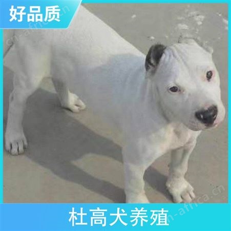 杜高犬养殖场 品种犬 性别公母 年龄2-5个月