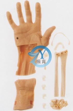 腕检查模型