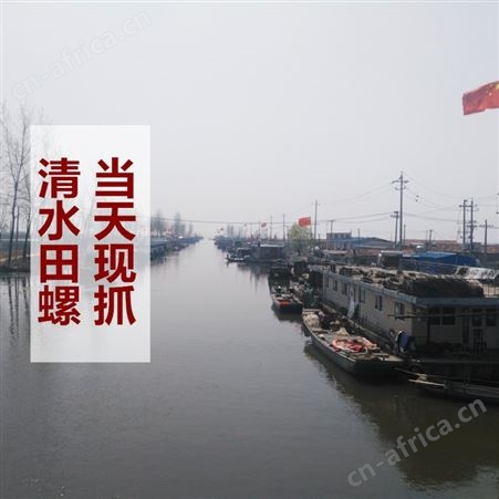 野生农家新鲜手工挑选1斤装冷冻螺蛳肉石螺肉嗦螺肉螺丝肉田螺肉