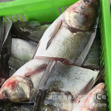 真空单冷冻剁椒鱼头大头鱼头胖鱼带肉大鱼头500克/头酒楼商用50斤