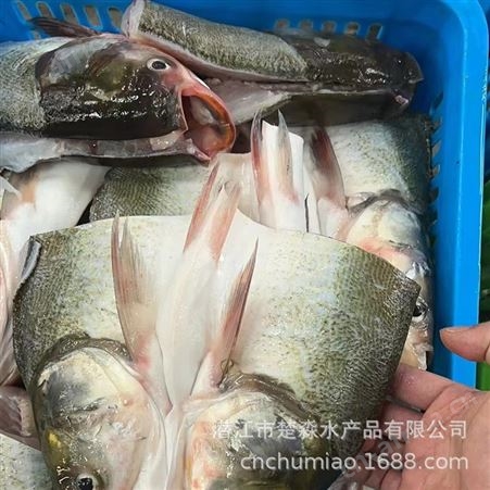 真空单冷冻剁椒鱼头大头鱼头胖鱼带肉大鱼头500克/头酒楼商用50斤