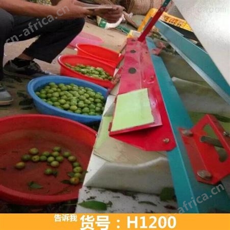 钜都滚杠选果机 小型选果机 火龙果选果机